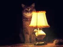 Моя котея теж хоче бути знята з гірляндою котея