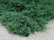 хвойна видове