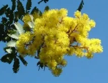 акації