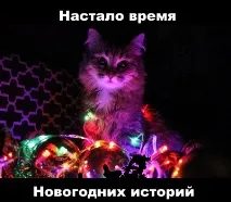 Моя котея теж хоче бути знята з гірляндою котея