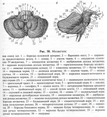 малкия мозък церебелум