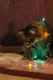 Моя котея теж хоче бути знята з гірляндою знята