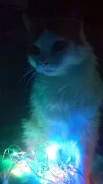 Моя котея теж хоче бути знята з гірляндою котея