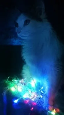 Моя котея теж хоче бути знята з гірляндою знята