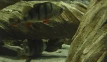 хранилка костур