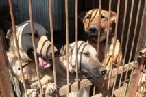 Німецькі пенсіонери оплачують будівництво притулку для бездомних тварин під Казанню, Вечірня пенсіонери