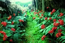 Настойка женьшеню - користь та шкода, показання до застосування женьшеню