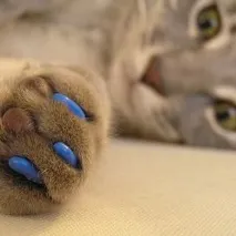 котки нокти