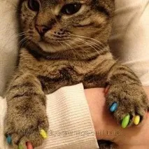 фалшиви котки