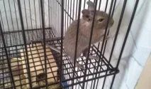 Один чи два, Все про дегу відразу