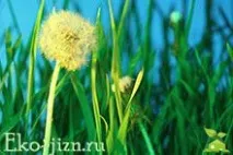 властивості