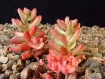 домашни sedum