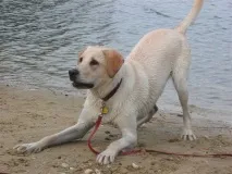защо какво