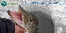 Помилки при лові щуки з льоду щуки