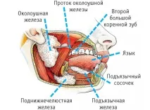 слюнчени жлези