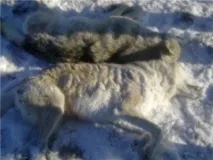 Полювання на вовка - Сторінка 26 - ПІВДЕННИЙ РИБОЛОВНО-МИСЛИВСЬКИЙ КЛУБ полювання