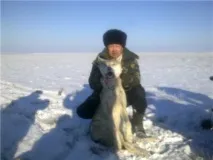 Полювання на вовка - Сторінка 26 - ПІВДЕННИЙ РИБОЛОВНО-МИСЛИВСЬКИЙ КЛУБ вовка