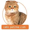 Розплідник котів Graces котів