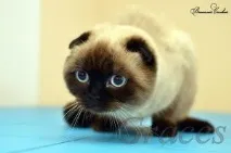 Розплідник котів Graces розплідник