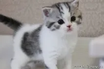 шотландски кралски