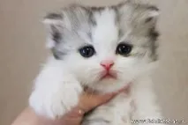 котки шотландски
