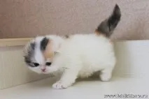 шотландски кралски