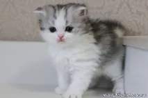 шотландски шотландски
