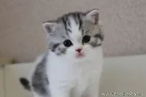 котки избор