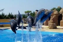 Парк Марінленд (Marineland Antibes) в Антібі - парк для всієї родини на Лазурному березі Франції marineland