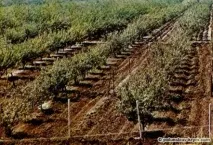 Персик - фрукт делікатесний, Дерева та чагарники Криму - каталог, Півострів скарбів Крим дерева