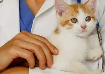 симптоми котки