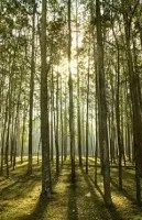 получаване дървета