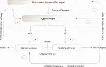 полови хормони