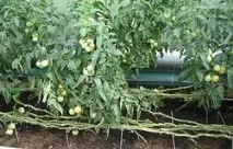 Помідор (томат) рослини