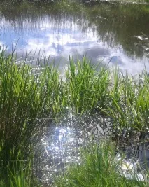 мене
