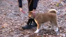 кучета домашният любимец