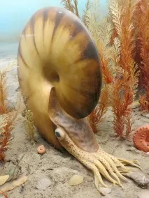 вода амонитите