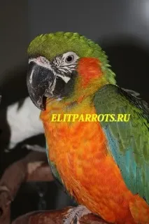 продажба елитни