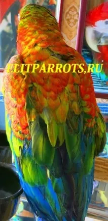 папагали папагали