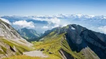 растения земята