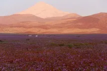 пустинята факти