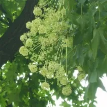 свойства калопанакс