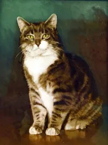 Elysian Heights котката