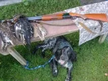 Щороку і собака стріляє вихованці та зброю зброю