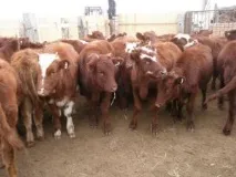 Розведення бичків як бізнес вирощування на м’ясо вирощування