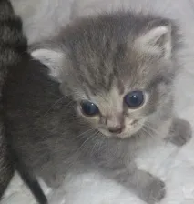 котенцата през