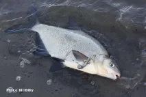 красково люберци