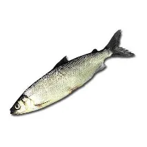 omul pește