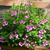 seima-garden нижни