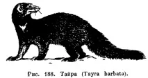 семейство mustelidae